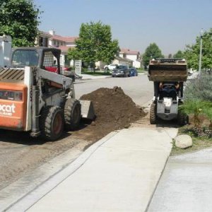 463 Bobcat Action! IMG_6242 (Medium).JPG