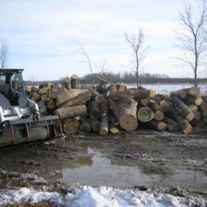 Ash veneer logging IMG_0713.JPG