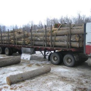 Ash veneer logging IMG_0694.JPG