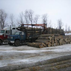 Ash veneer logging IMG_0695.JPG