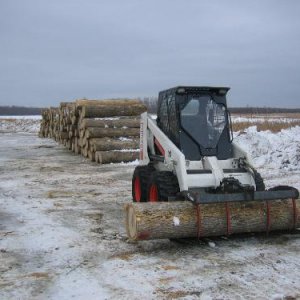 Ash veneer logging IMG_0691.JPG