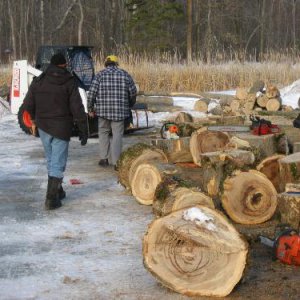 Ash veneer logging IMG_0684.JPG