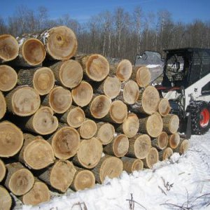 Ash veneer logging IMG_0677.JPG
