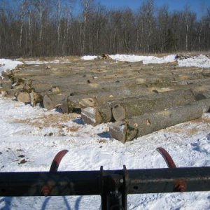 Ash veneer logging IMG_0673.JPG